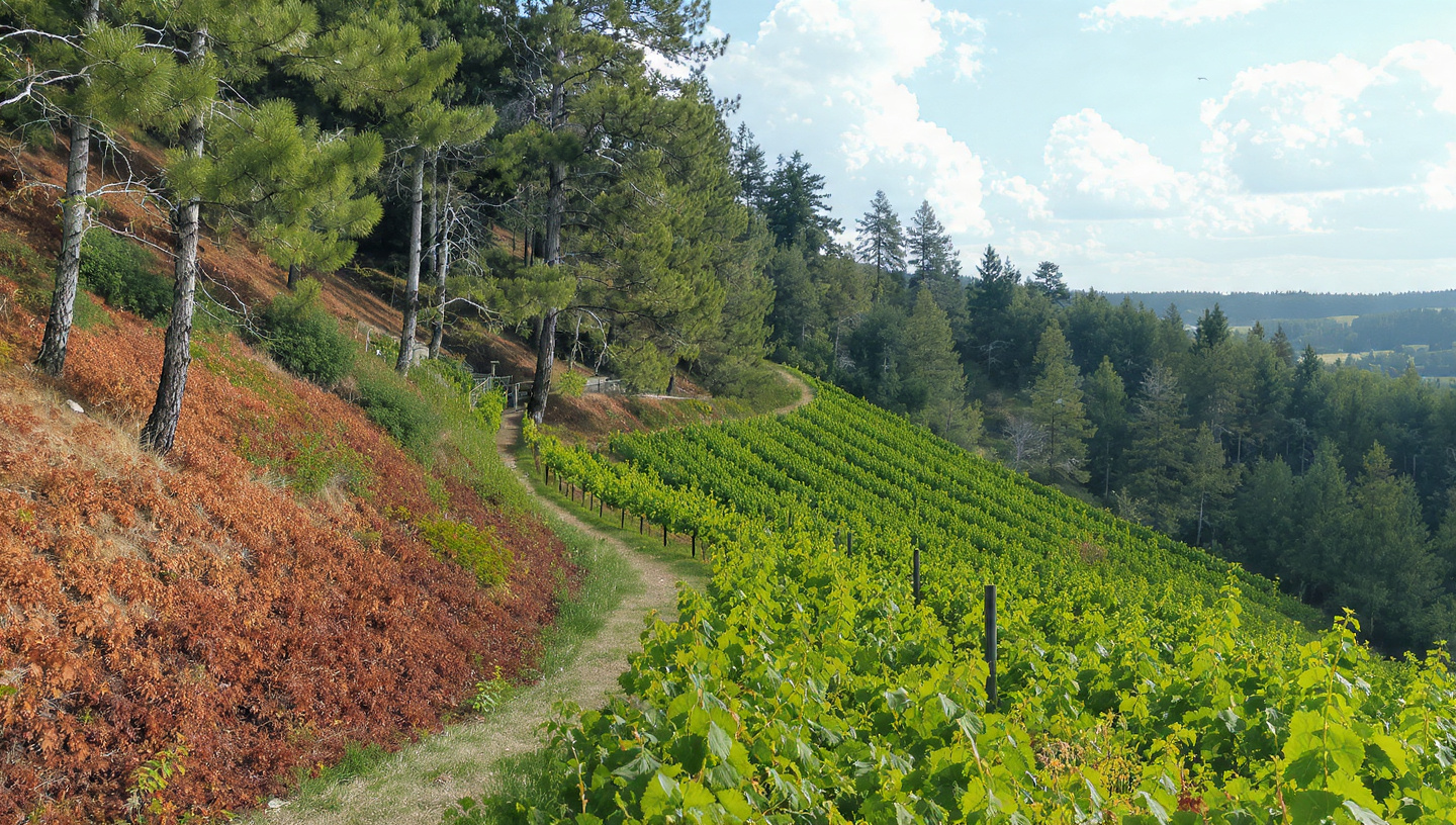 Vineyard path and countryside setting used to illustrate Festiwal Wina in Uniejów